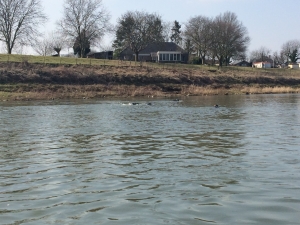 Afdaling van de Maas